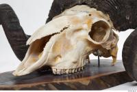 mouflon skull 0041